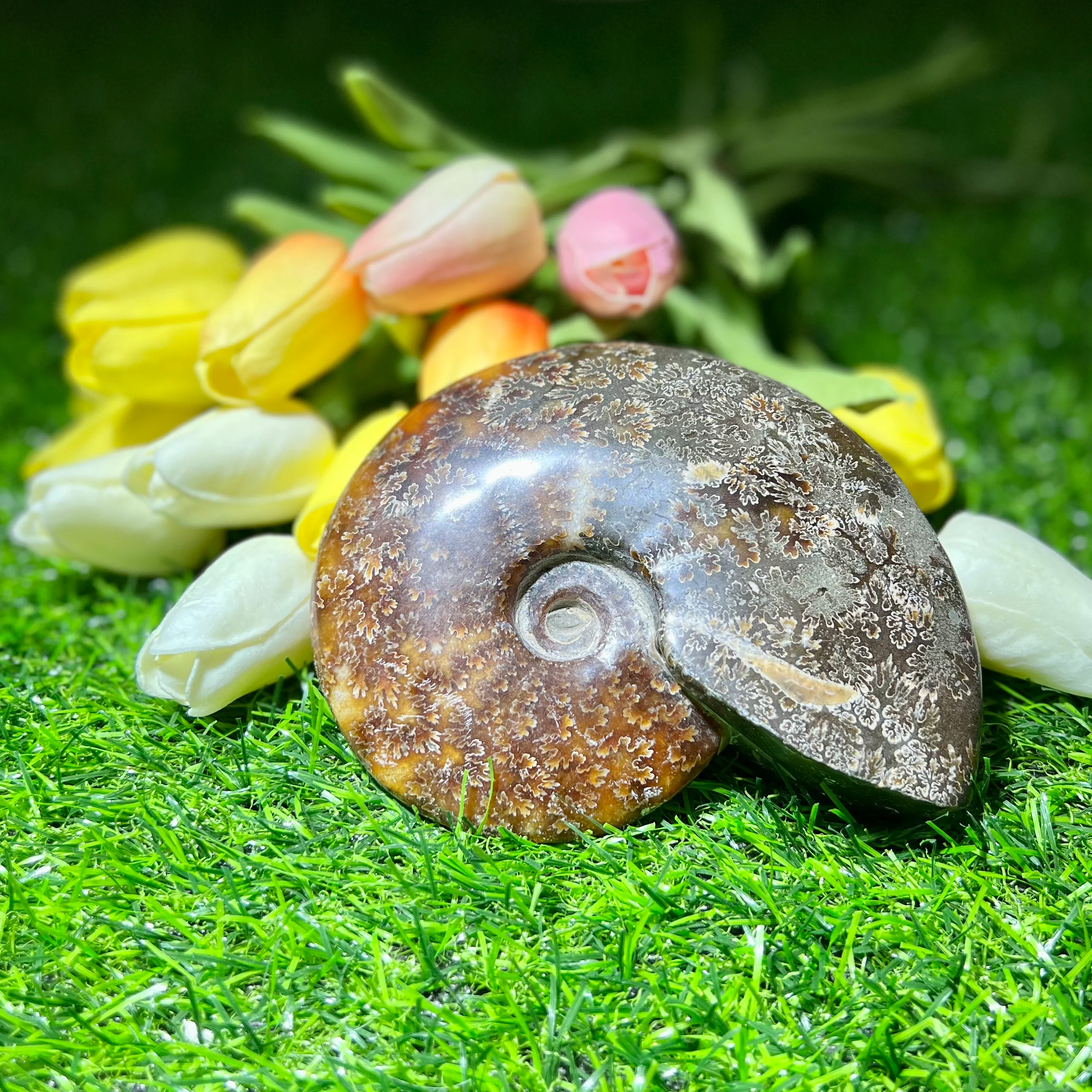 Conch fossil - Image 3
