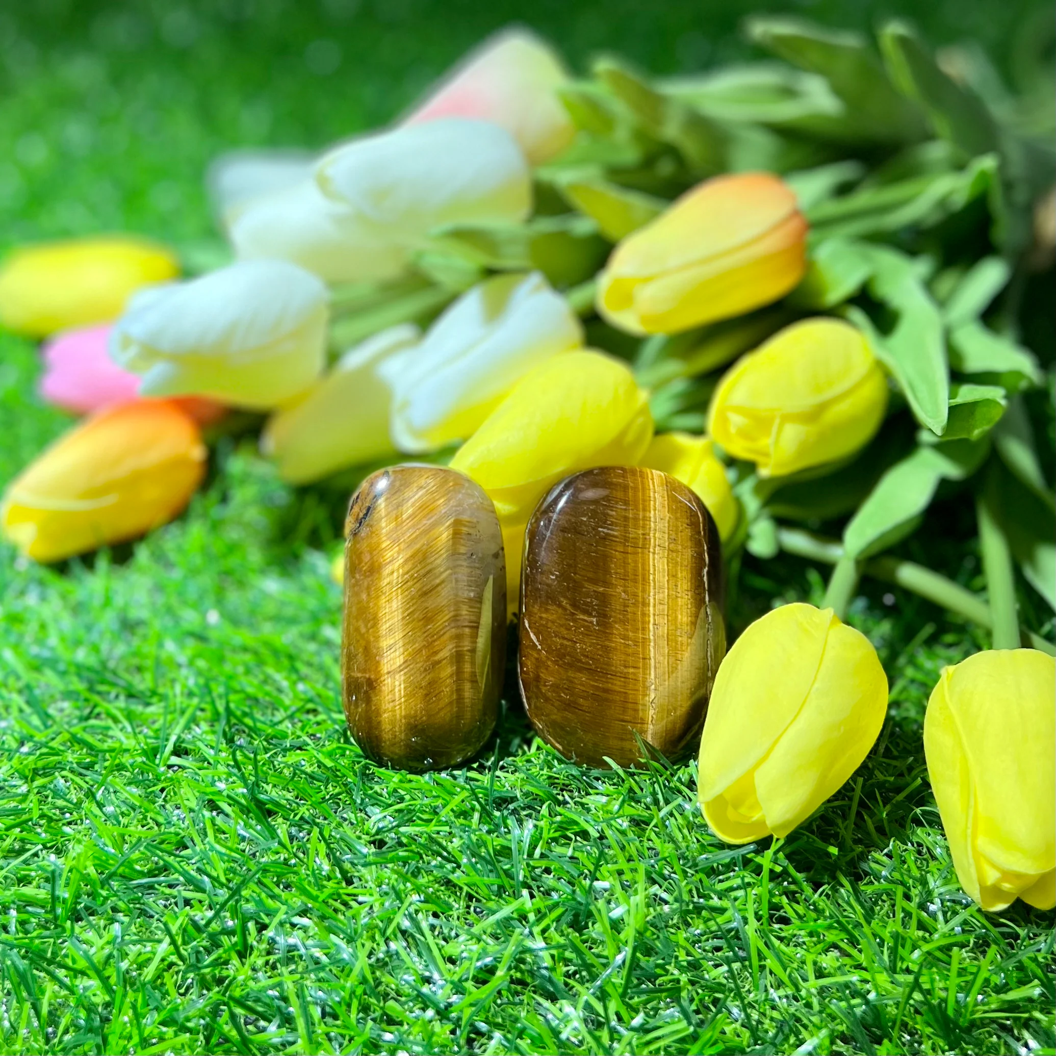 Tiger's Eye Palm - Image 2